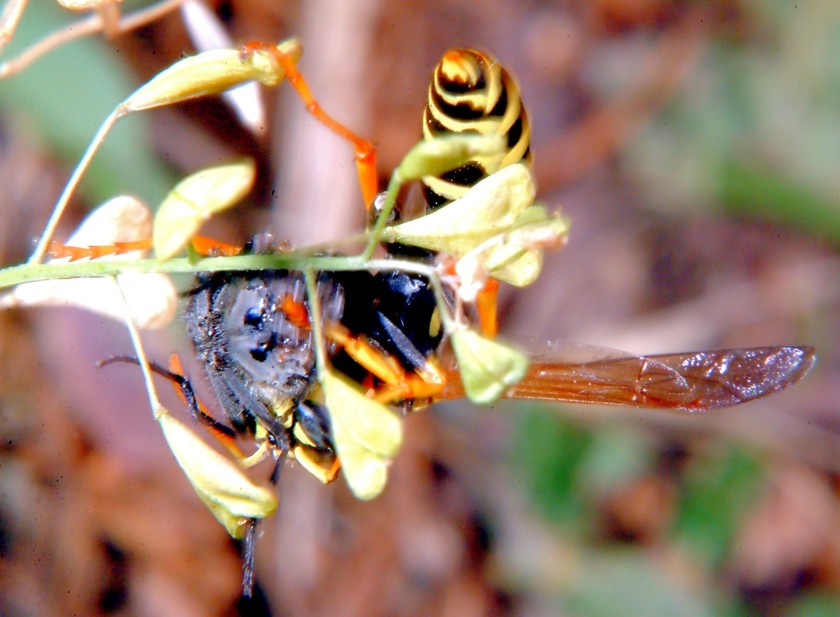 Polistes gallicus